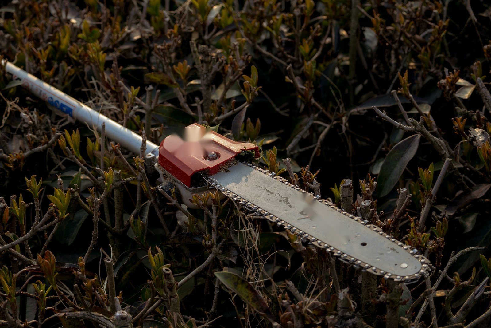 A chainsaw cutting through a felled trunk, sawdust spraying