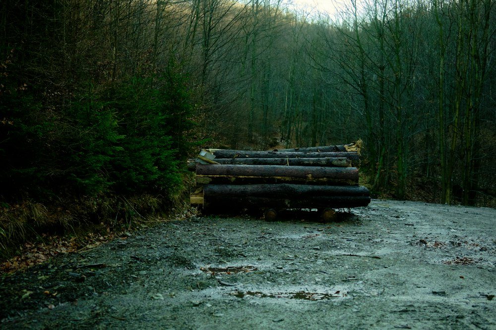 A freshly cleared lot with a brush pile at one edge and tall hardwoods left standing
