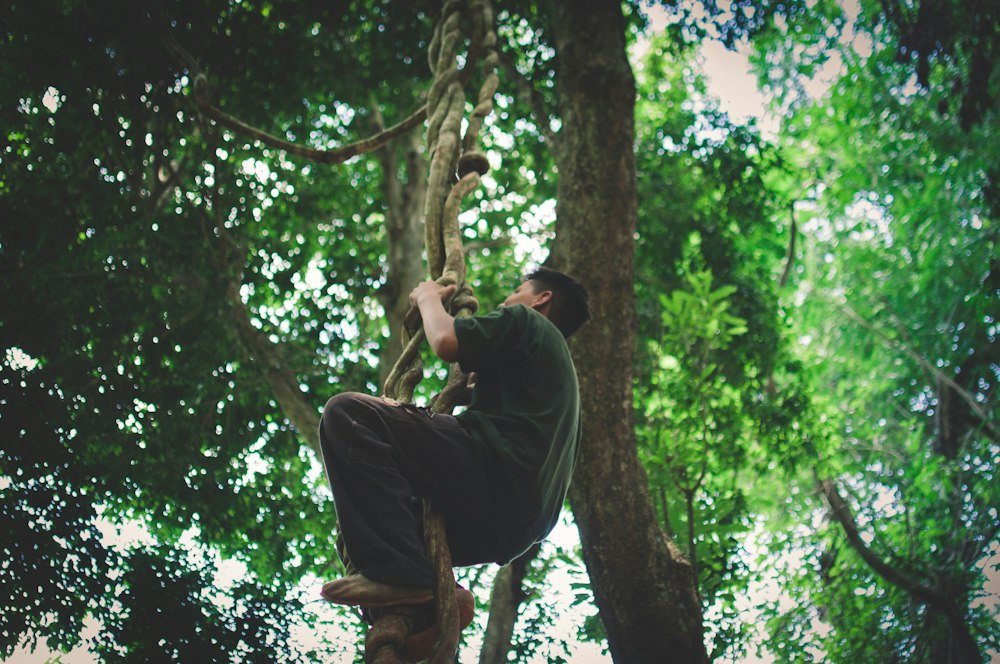 A climber roped into the spreading crown of a mature oak