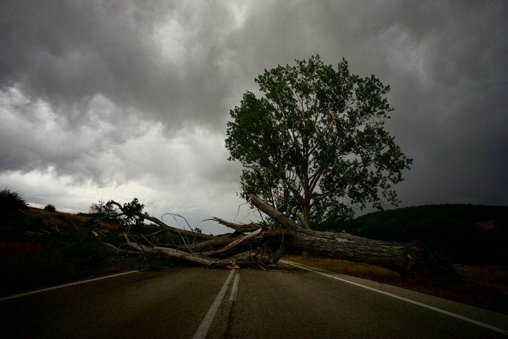 A fallen tree trunk lying across a lawn at the edge of the woods after a storm