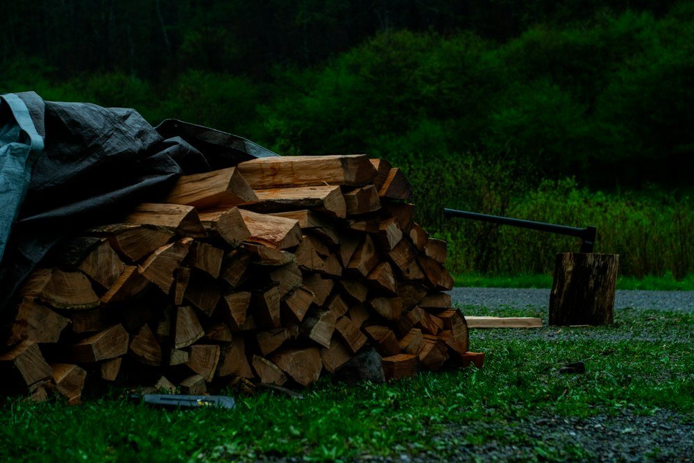 A chainsaw resting on a freshly cut log after a tree removal
