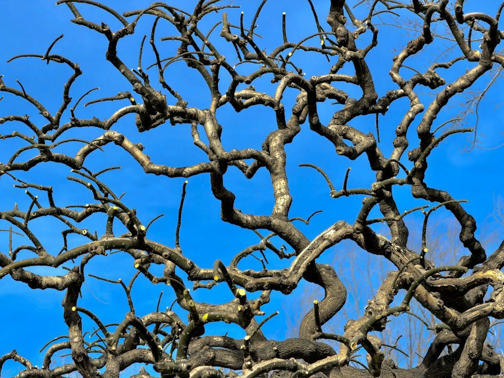 The spreading canopy of a mature oak viewed from below after pruning