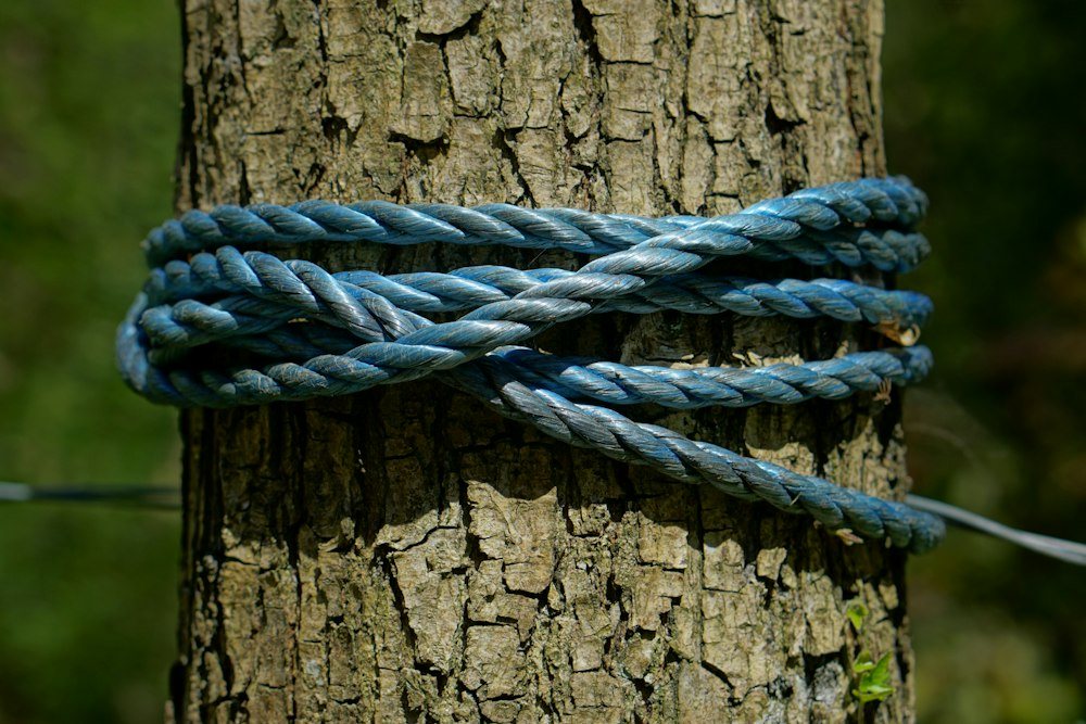 A roped-in climber sectioning a bare hardwood trunk against the sky, a cut piece swinging away on a rigging line