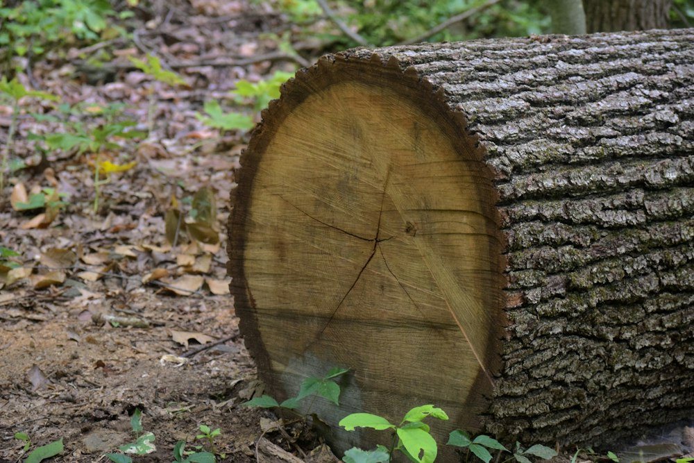 Hands gripping a chainsaw beside a felled trunk during a removal