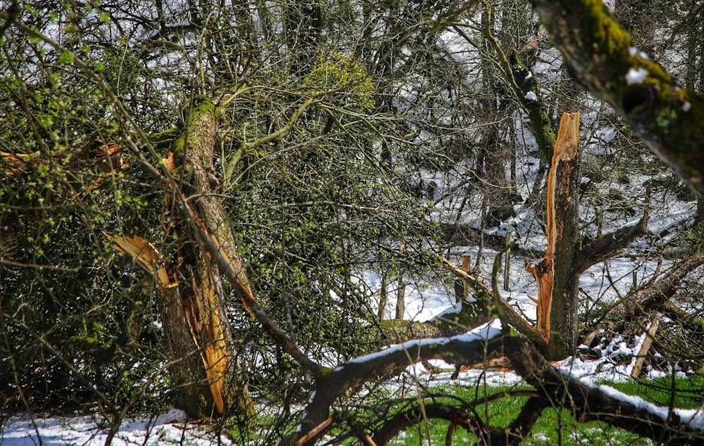 Storm-snapped tree trunks with their broken tops hanging against the sky