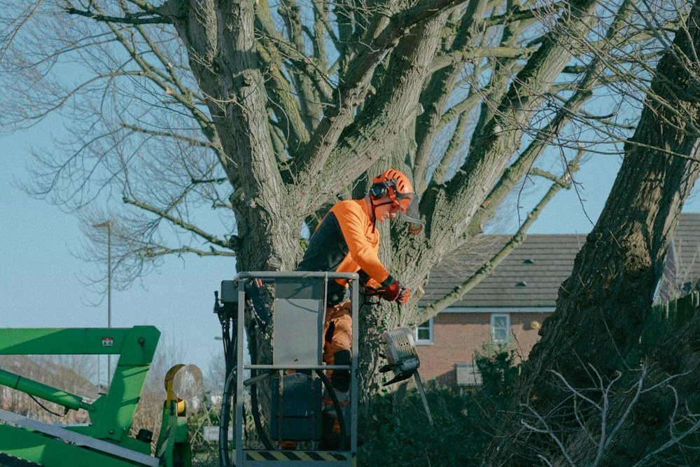 A climber cutting the top off a trunk, sawdust spraying from the saw