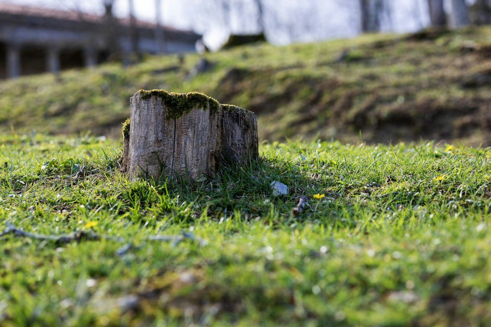 A wide cut stump left in a mowed lawn, before grinding